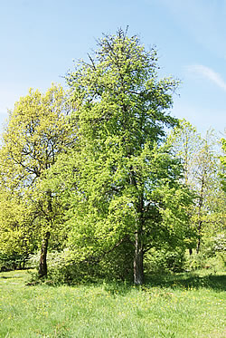 Bözingenberg - Wildbirnenbäume