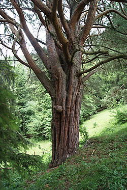 Mont Raimeux - Waldkiefer