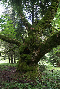 Mont Raimeux - Bergahorn- Monument